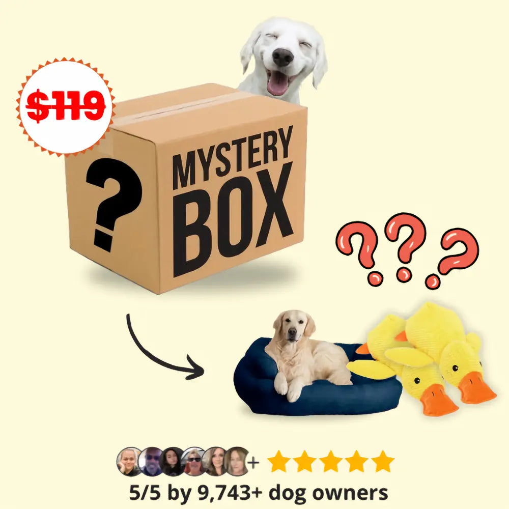 Mystery Dog Box