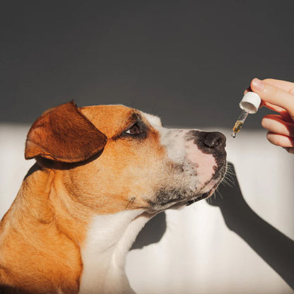 HerbaCalm+ Dog Calming Drops (FREE Today)