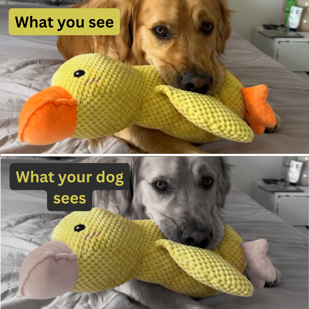 Sensory Duck Toy (FREE Today)