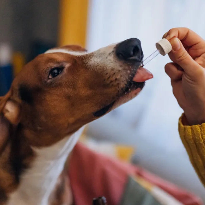 HerbaCalm+ Dog Calming Drops (FREE Today)