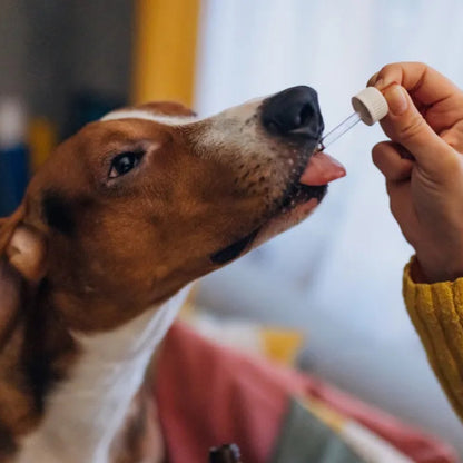 HerbaCalm+ Dog Calming Drops (FREE Today)
