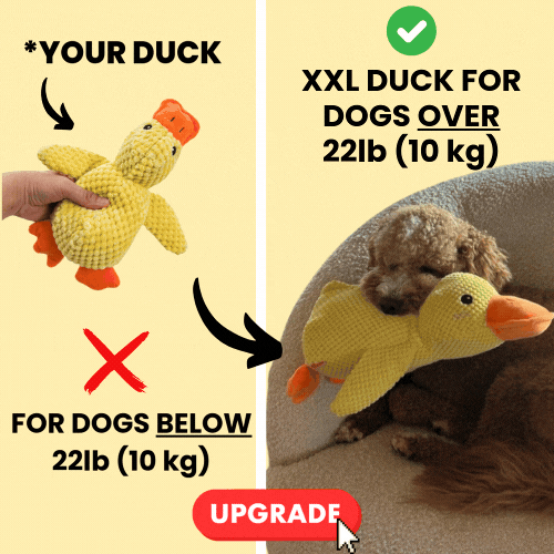 Upgrade To Larger Calming Duck!