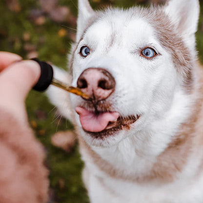 HerbaCalm+ Dog Calming Drops (FREE Today)