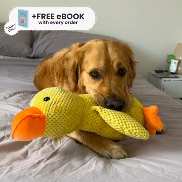 Interactive Duck Toy (FREE Today)